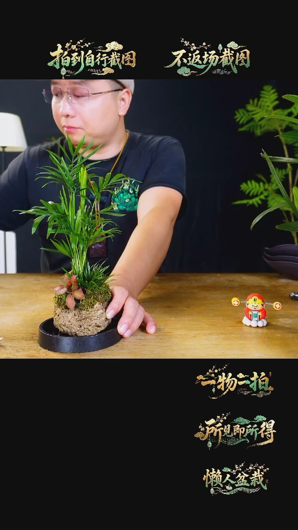 石云社一物一拍组合盆栽6