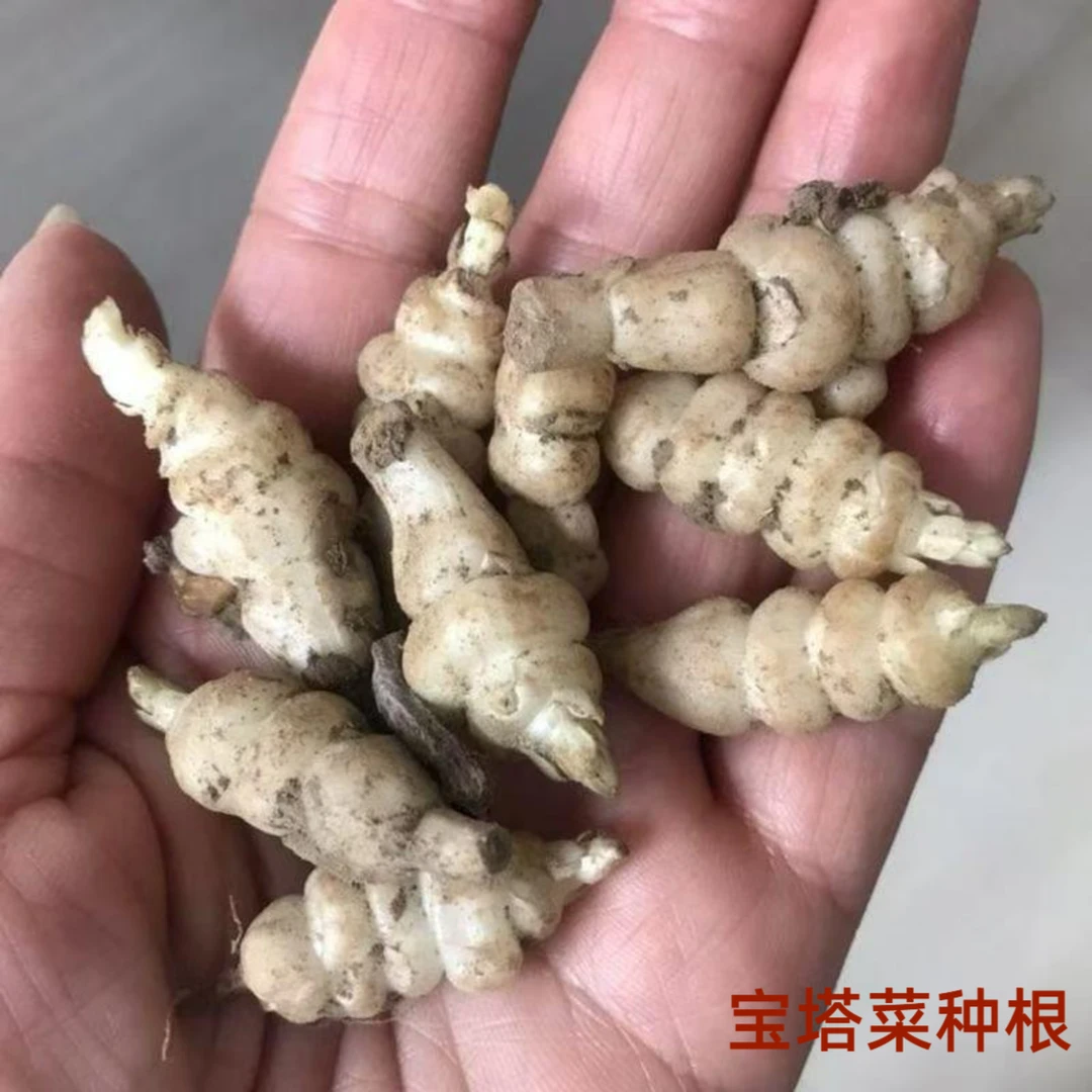 【宝塔菜种根】四季种植盆栽地栽阳台小院种植