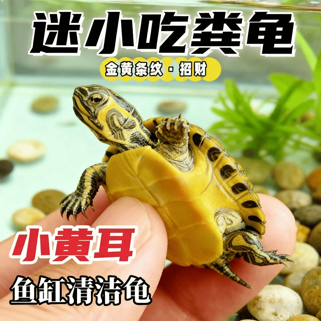 深水龟黄耳龟鱼缸吃粪龟活物冷水乌龟家养宠物观赏小乌龟耐活好养