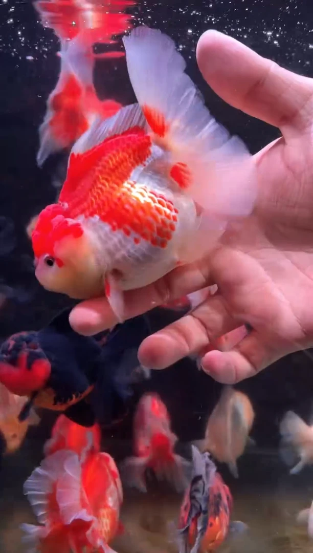 金鱼百褶泰狮金鱼1.7