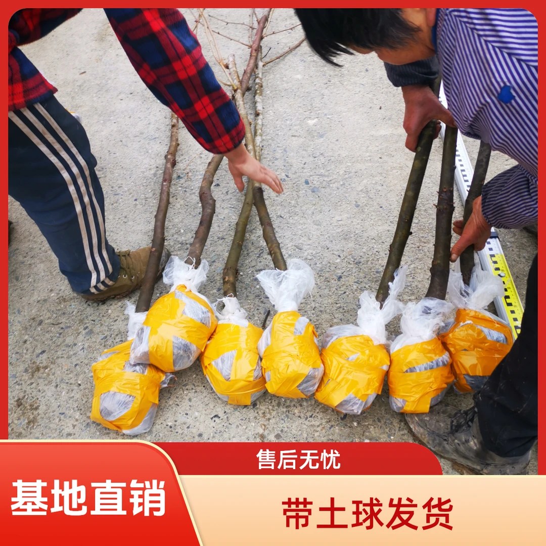 珙桐小苗中华鸽子树净化空气庭院大绿植盆栽室内风景别墅南洋杉