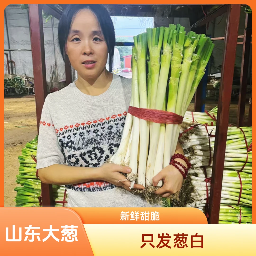 山东大葱一级精品山东铁杆大葱新鲜脆嫩甜脆蘸酱产地直发