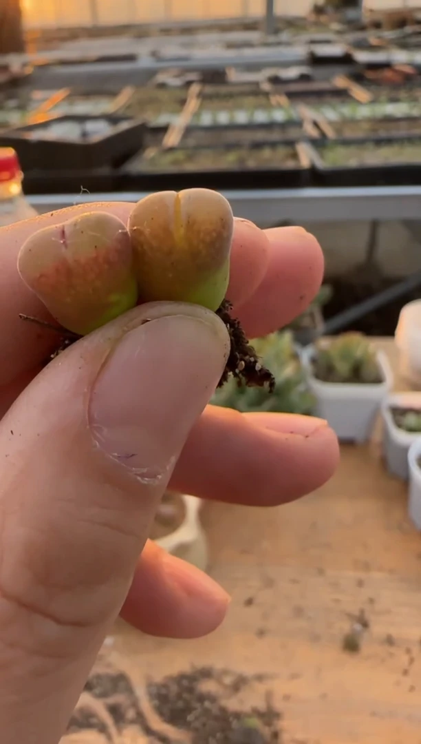 【闪购商品】9-437