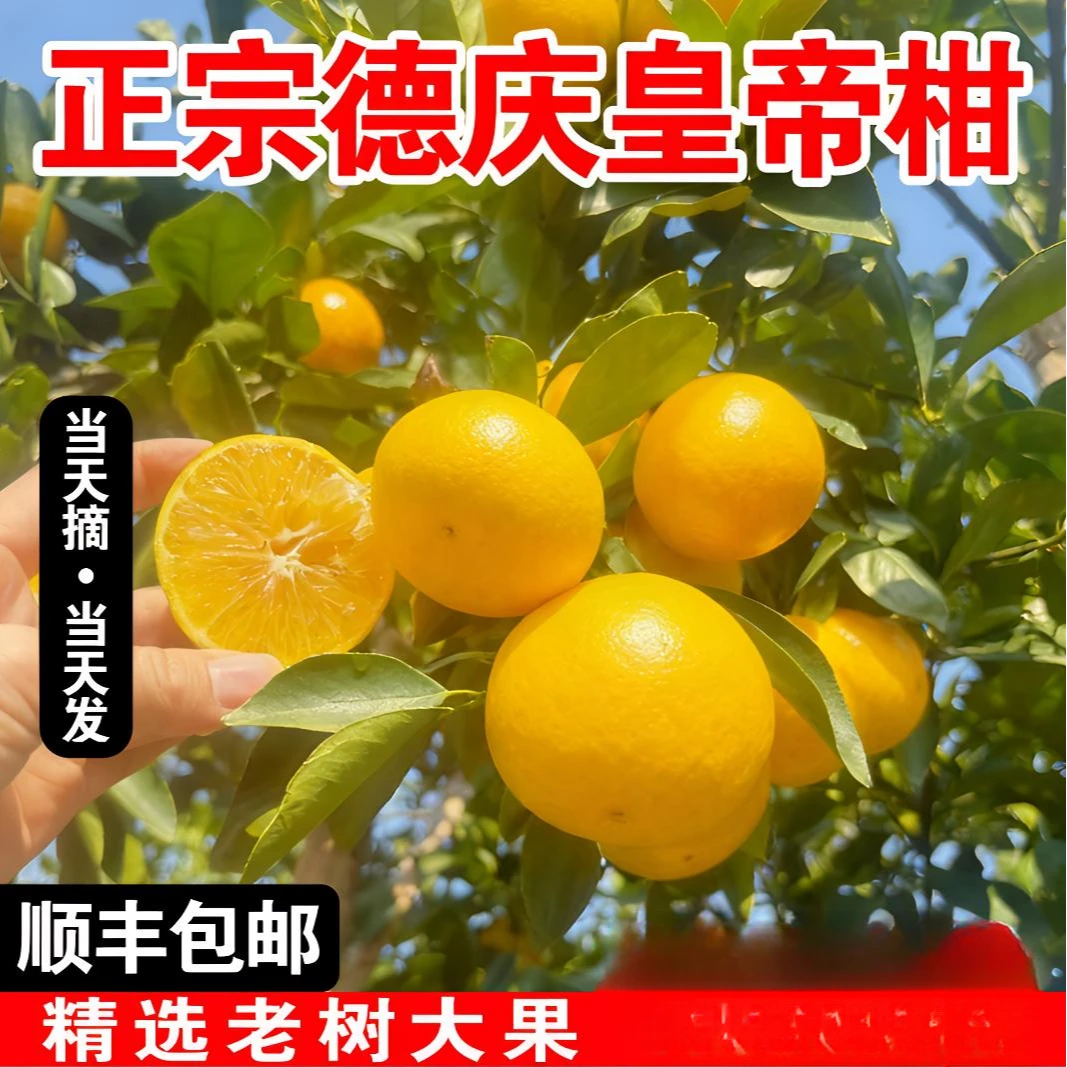 老树大果10斤正宗德庆皇帝柑新鲜水果现摘橘子当季礼盒整箱甜桔子