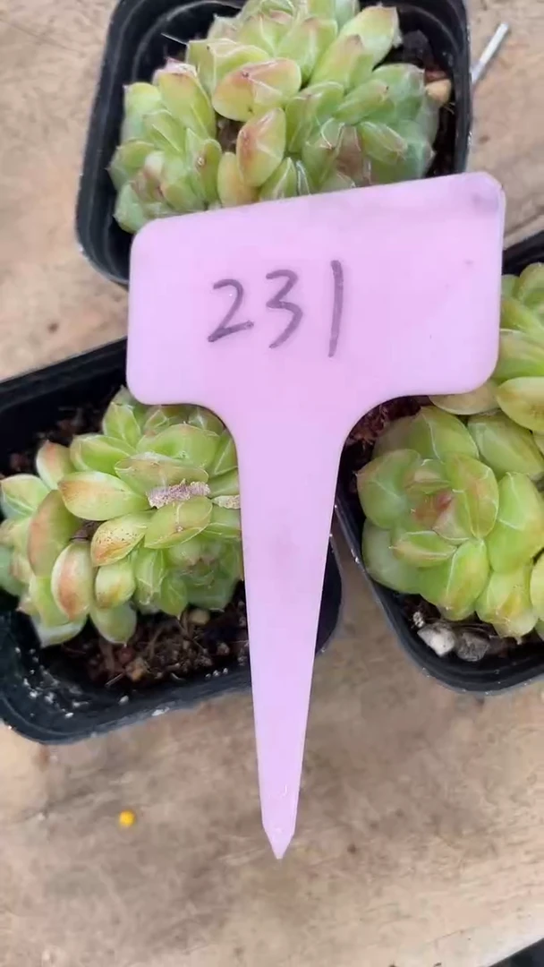 幸*鹅3颗     多肉     231