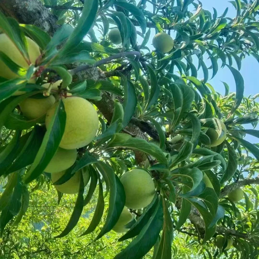 贵州六马正宗蜂糖李果树苗无土裸根极光发货李子苗蜂糖李子树苗