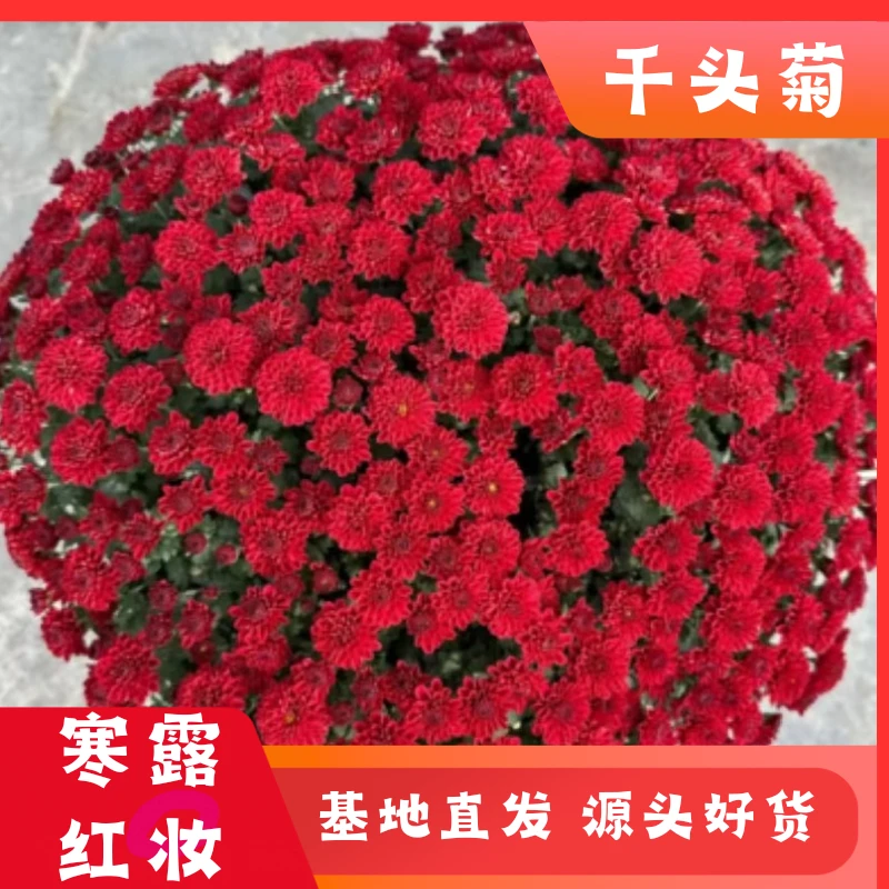 【寒露红妆】球菊多季节开花耐热耐晒耐寒室内室外地栽盆栽易养护