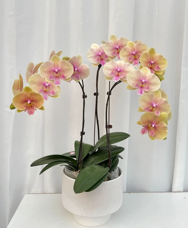 【蜜桃508】蝴蝶兰 高端室内盆景