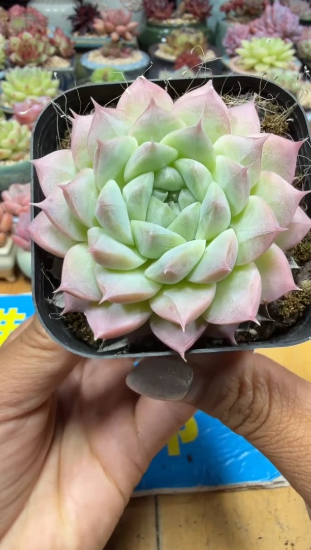 东云多肉园三号店-113