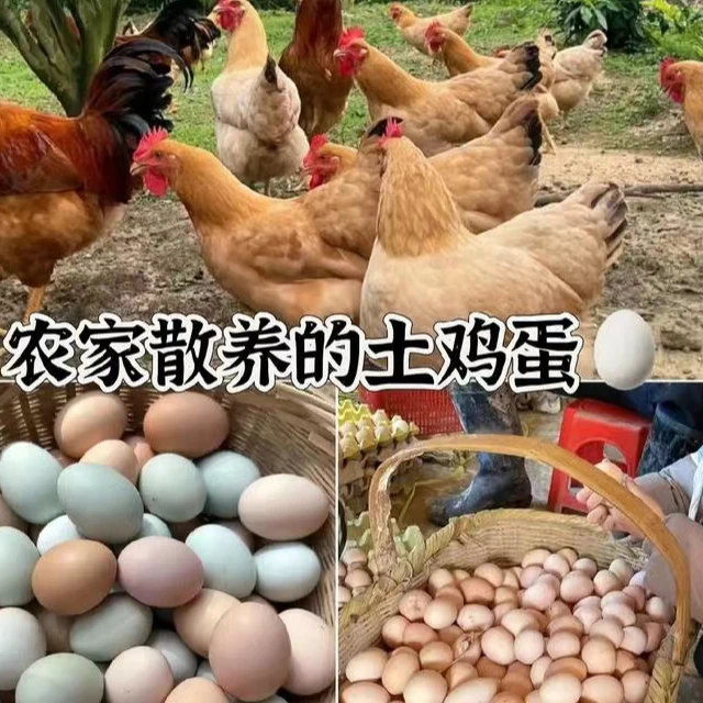 湖北农家正中土鸡蛋30/50个包邮
