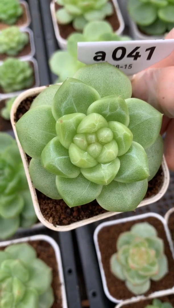 a041 行舟 遥遥珍妮 脱土发 39.9