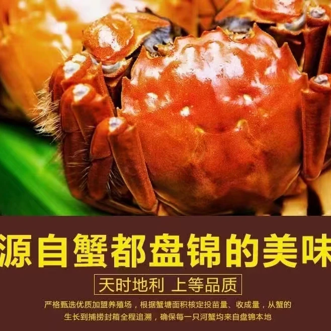 【活蟹】盘锦河蟹1.2~1.5两3斤（公）精品礼盒顺丰包邮