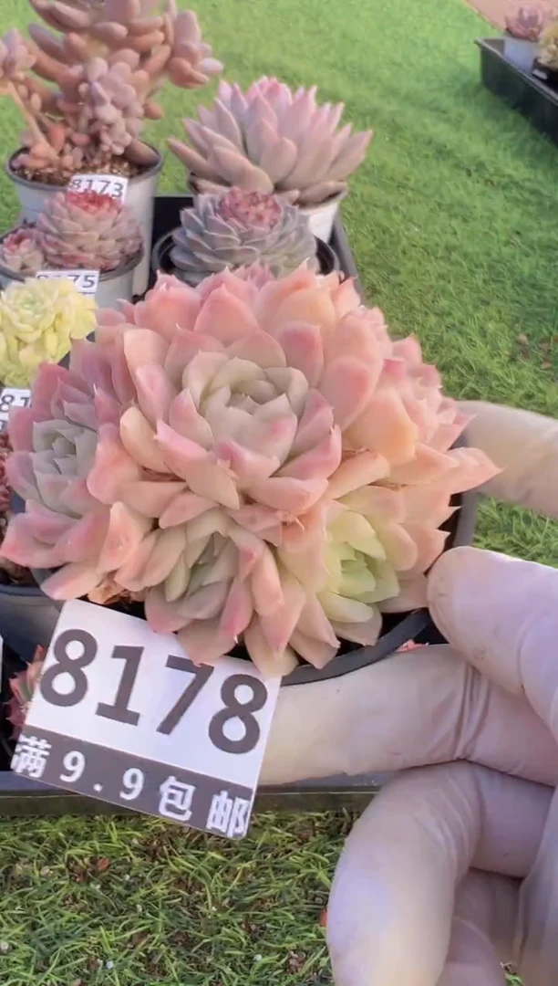 【闪购商品】信福多肉一物一拍