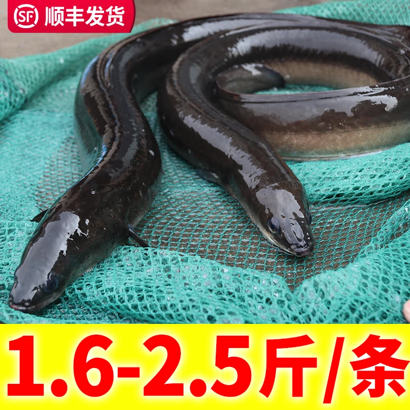 鳗鱼鲜活整条深海海鳗鱼新鲜鲜活海鲜水产河鳗白鳝白鳗鳗鱼800克