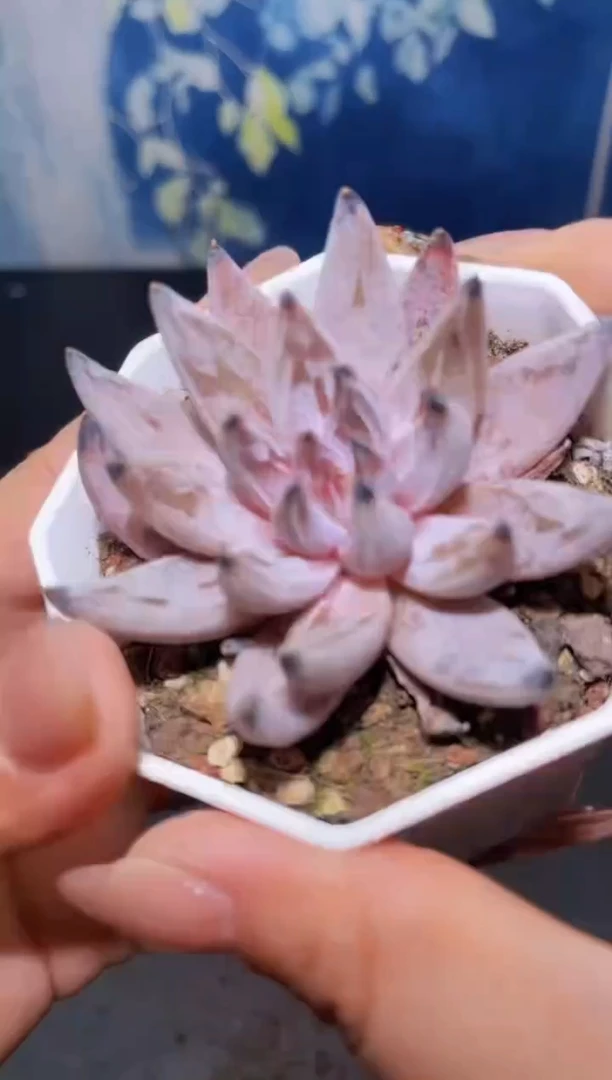 【闪购商品】066魔爪多肉