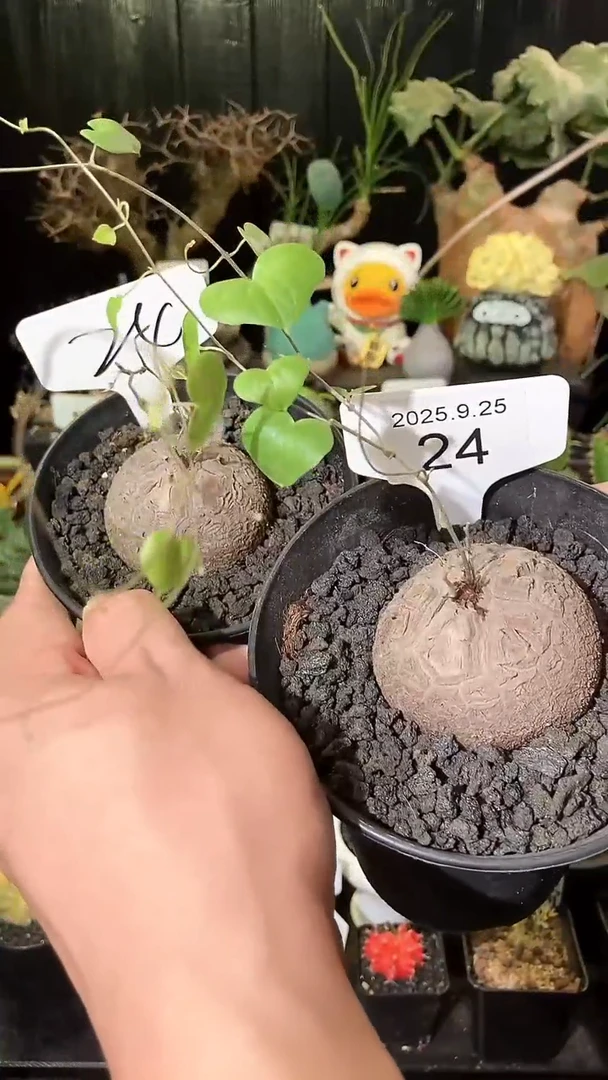 24号925福利南非龟甲龙买1个送1个