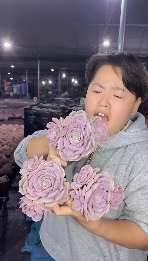 双头起粉蝶3颗带盆土5.99