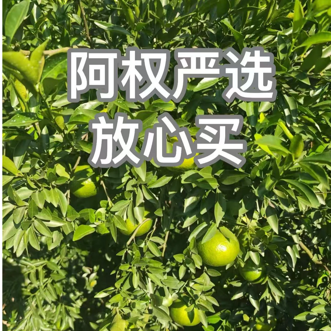 《阿权专享》九华山  龙衔 九蒸十晒  罐装