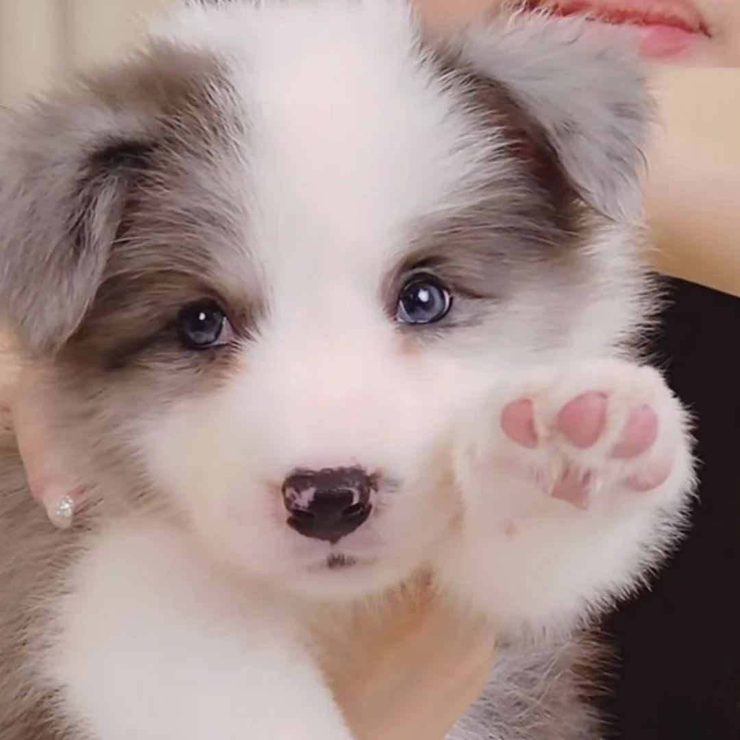 小8家边牧幼犬宝宝经典色黑白咖啡金边蓝陨石红陨石三色