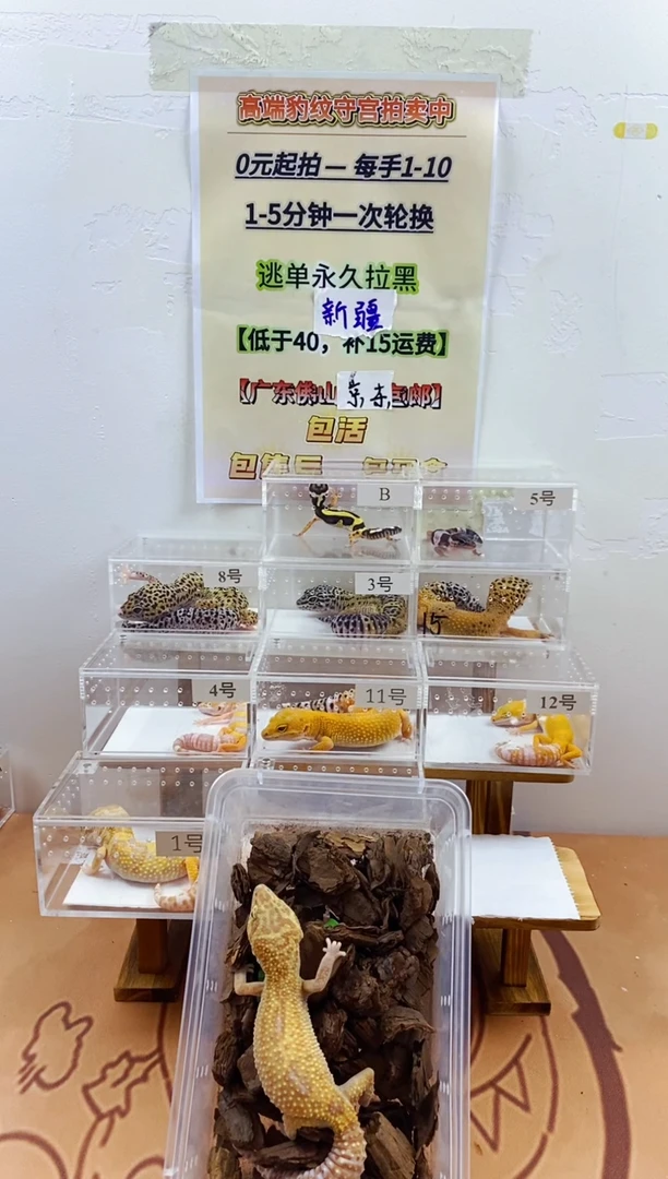 豹纹守宫豹纹守宫幼苗亚成体成体肥尾