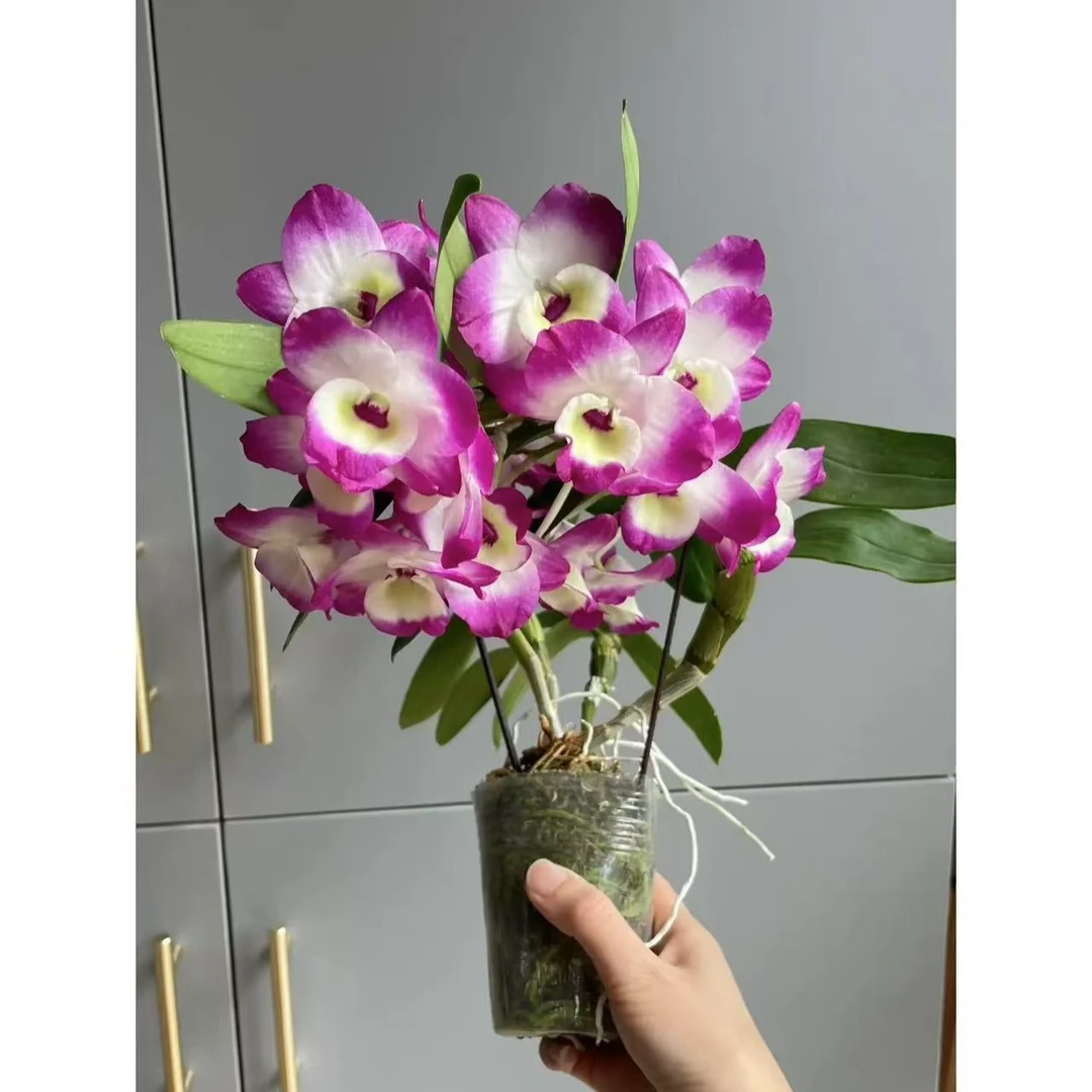 春石斛—（小蓝莓）紫红色紧致室内好养盆栽