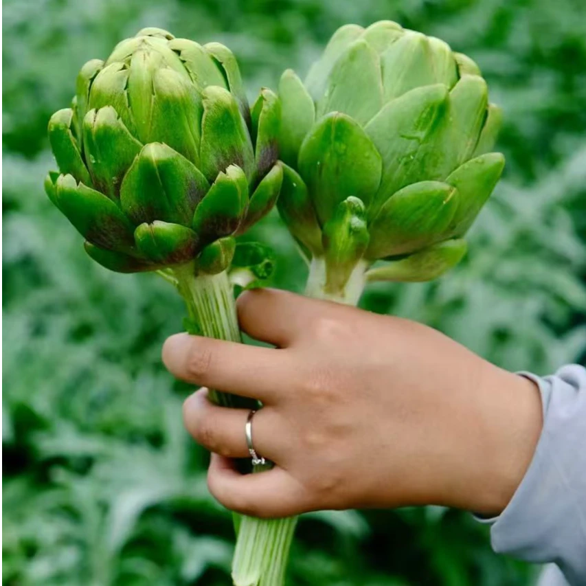 【超值福利拍4斤送1斤】云南特产洋蓟现摘现发新鲜食材朝鲜蓟蔬菜