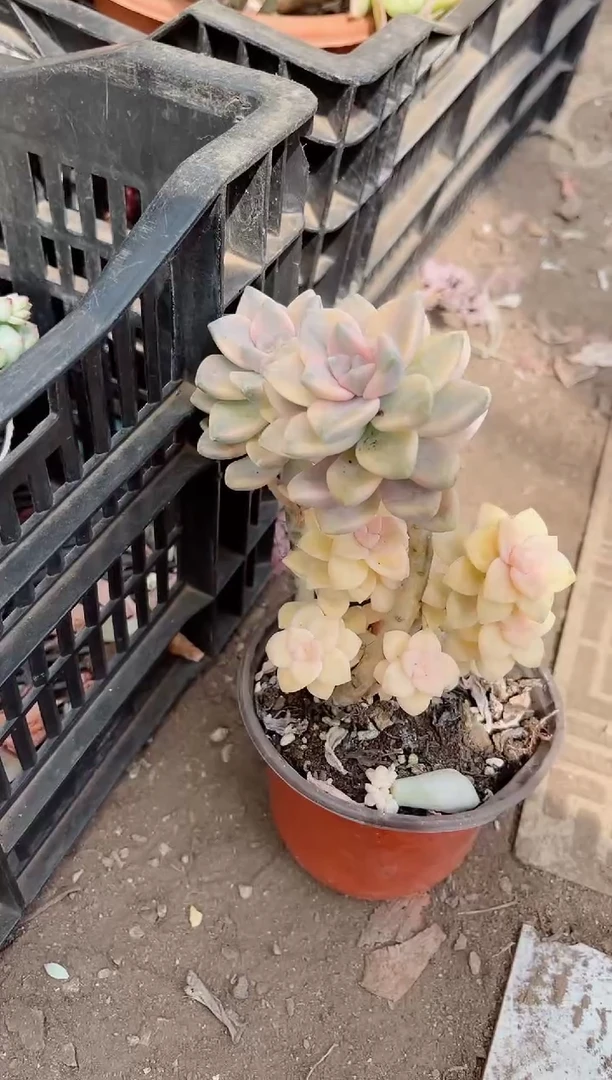 【闪购商品】09285