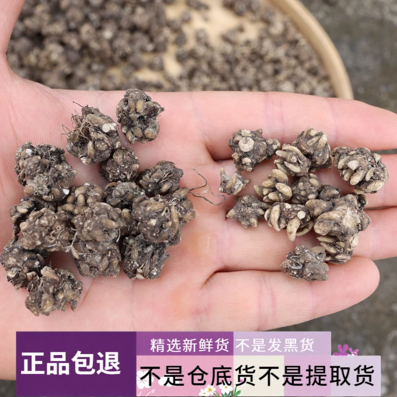 新货猫爪草不发黑草高端货爪爪分明精选新鲜50克包邮