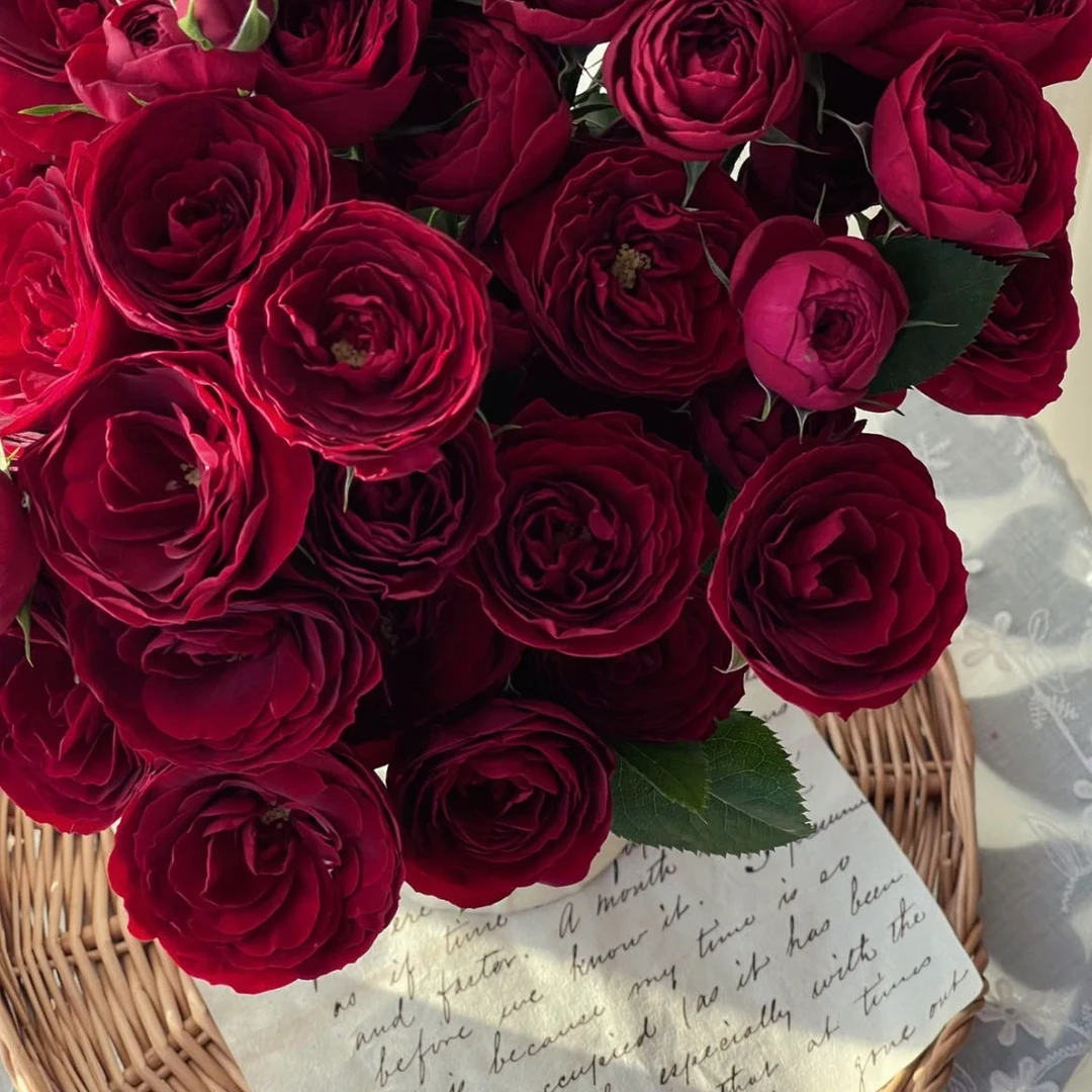 【小阿阮】红蕾丝·稀有红色多头玫瑰鲜花装饰 A级鲜花顺丰直发