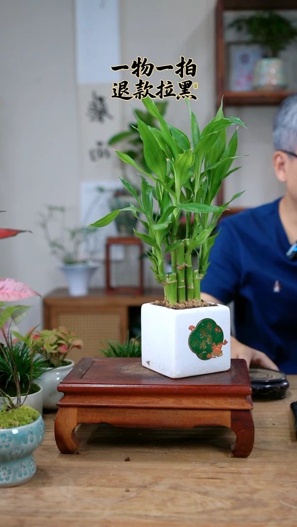 完全开放犯****！富贵竹211