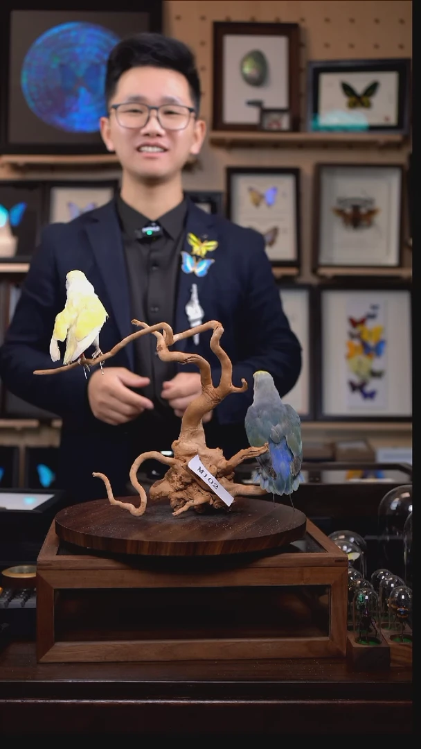 两只鹦鹉摆件m102