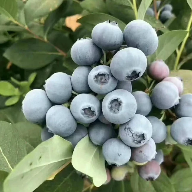 【带果发货】大果蓝莓树苗盆栽地栽阳台庭院南方北方均可种植