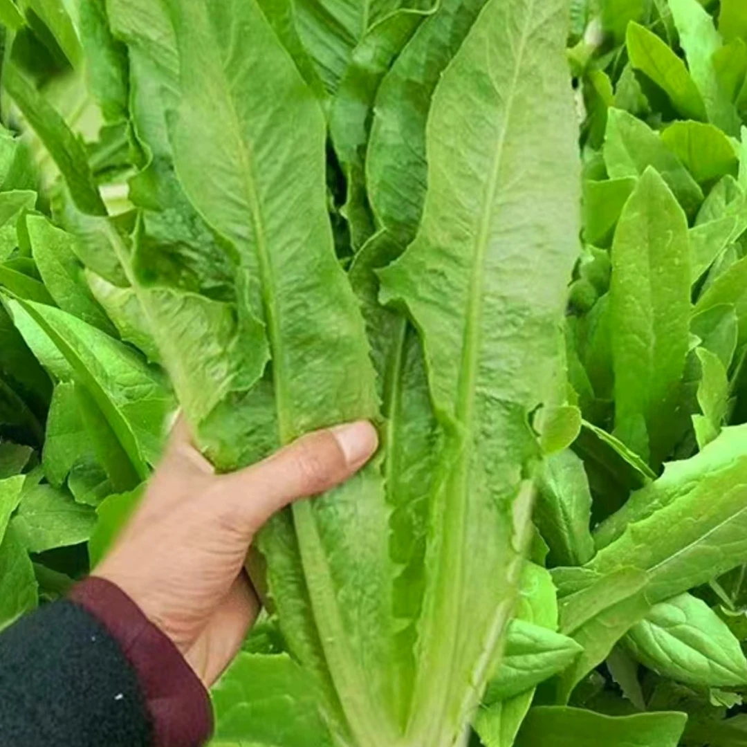 四季油麦菜种子盆栽春秋冬季蔬菜种籽夏季青菜种子