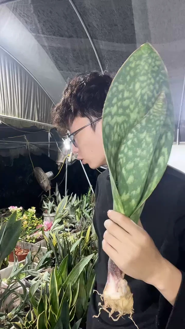 翡翠宝镜裸根18.8
