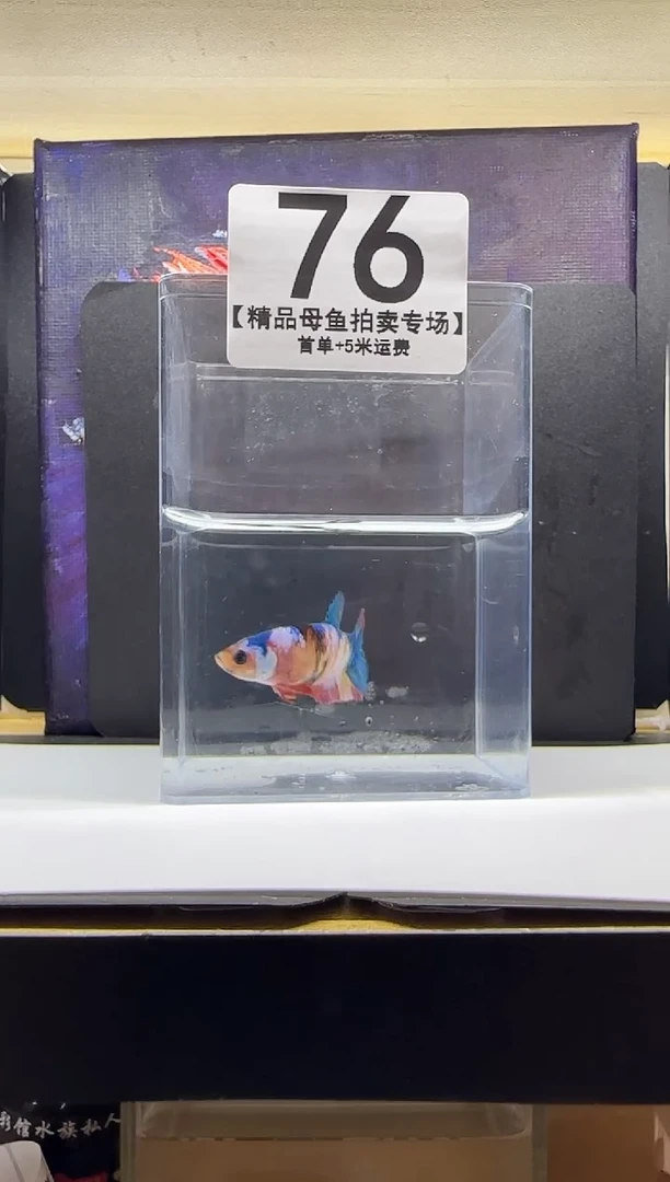 斗鱼母鱼编号：76