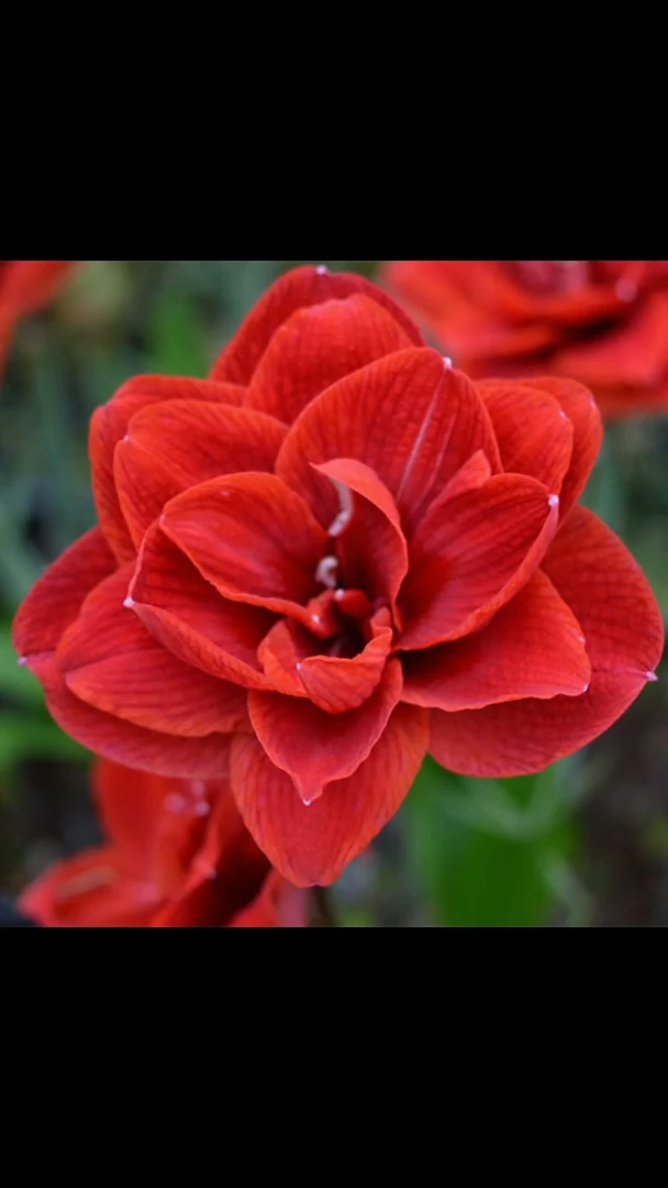 朱顶红樱桃妮芙6厘米3颗