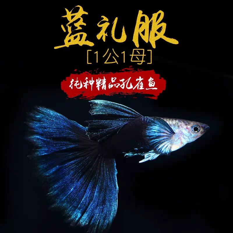 【蓝礼服】4条+2条备损孔雀鱼新手小白好养易繁殖小热带鱼