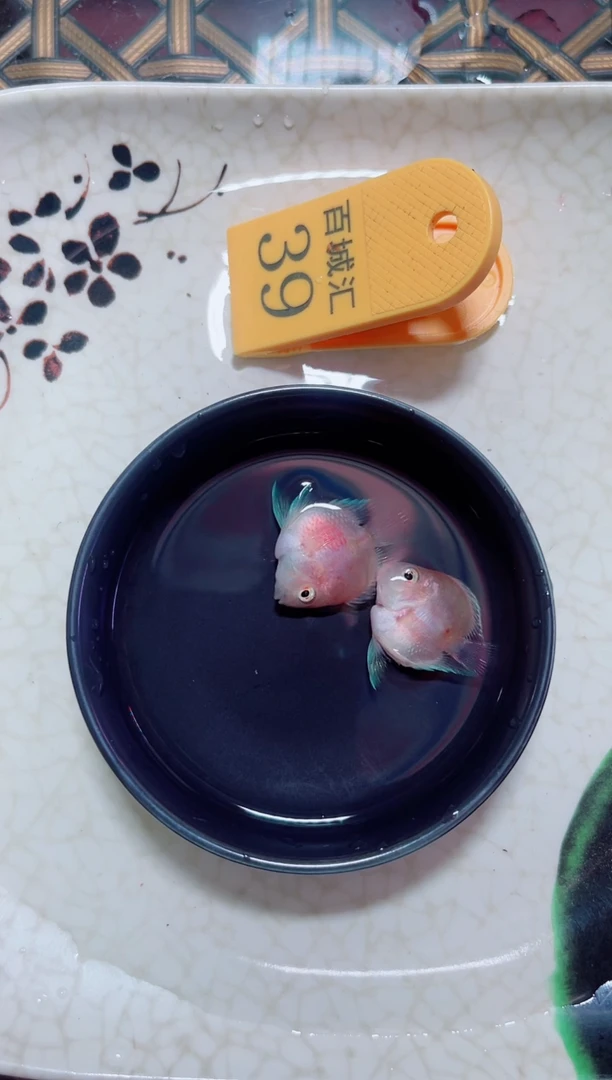 鹦鹉鱼胭脂一对桃心