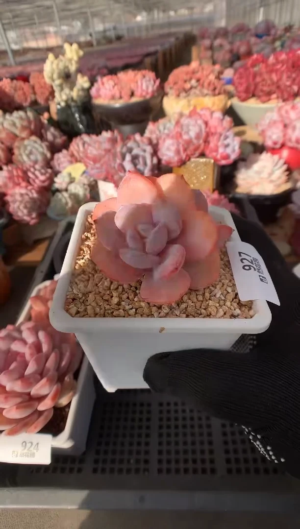 927奶茶多肉植物一物一拍