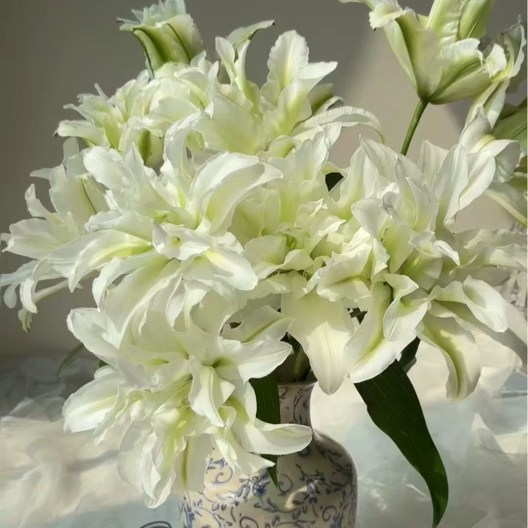 【艾莎】重瓣百合白绿色香味浓郁云南斗南基地直发