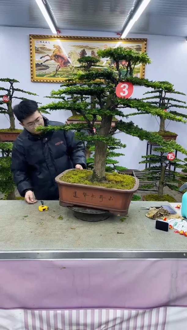 【闪购商品】八斗松/松类活物造型盆景，以直播间截图为啊啊啊