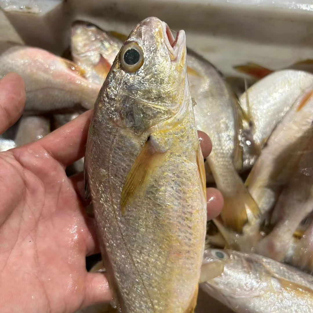 【莫小弟白果子鱼现称】宁波石浦海鲜东海海捕黄姑鱼黄婆鸡