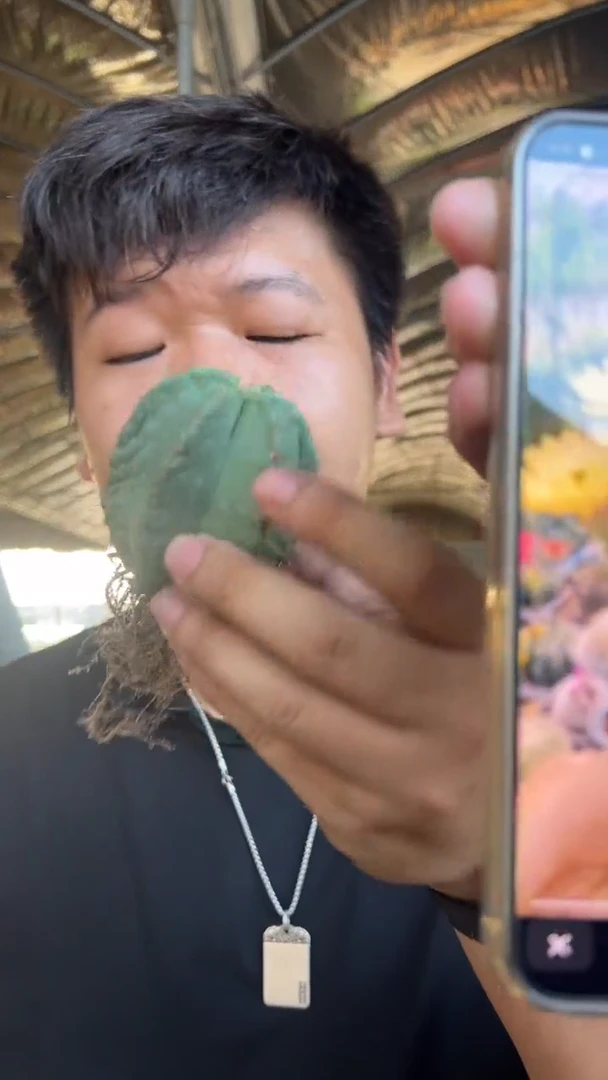 2颗 单头 实生根 微刺虾