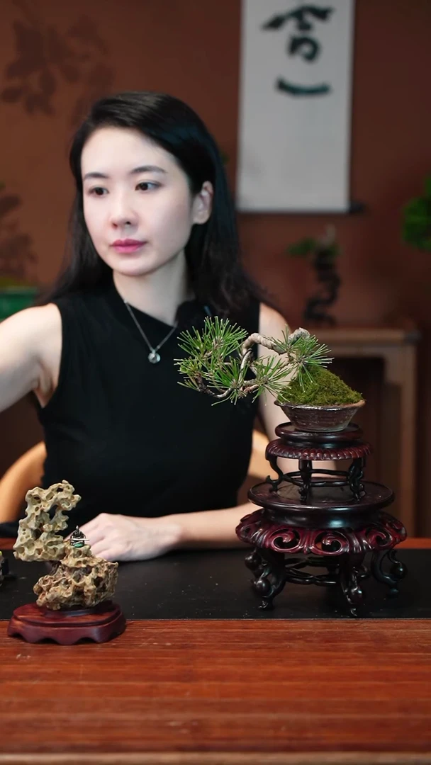 无花朵C黑松盆景盆景盆景