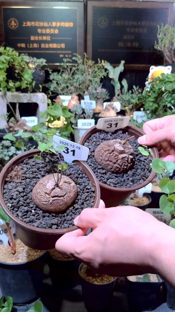 31号1219福利南非龟甲龙买1送1