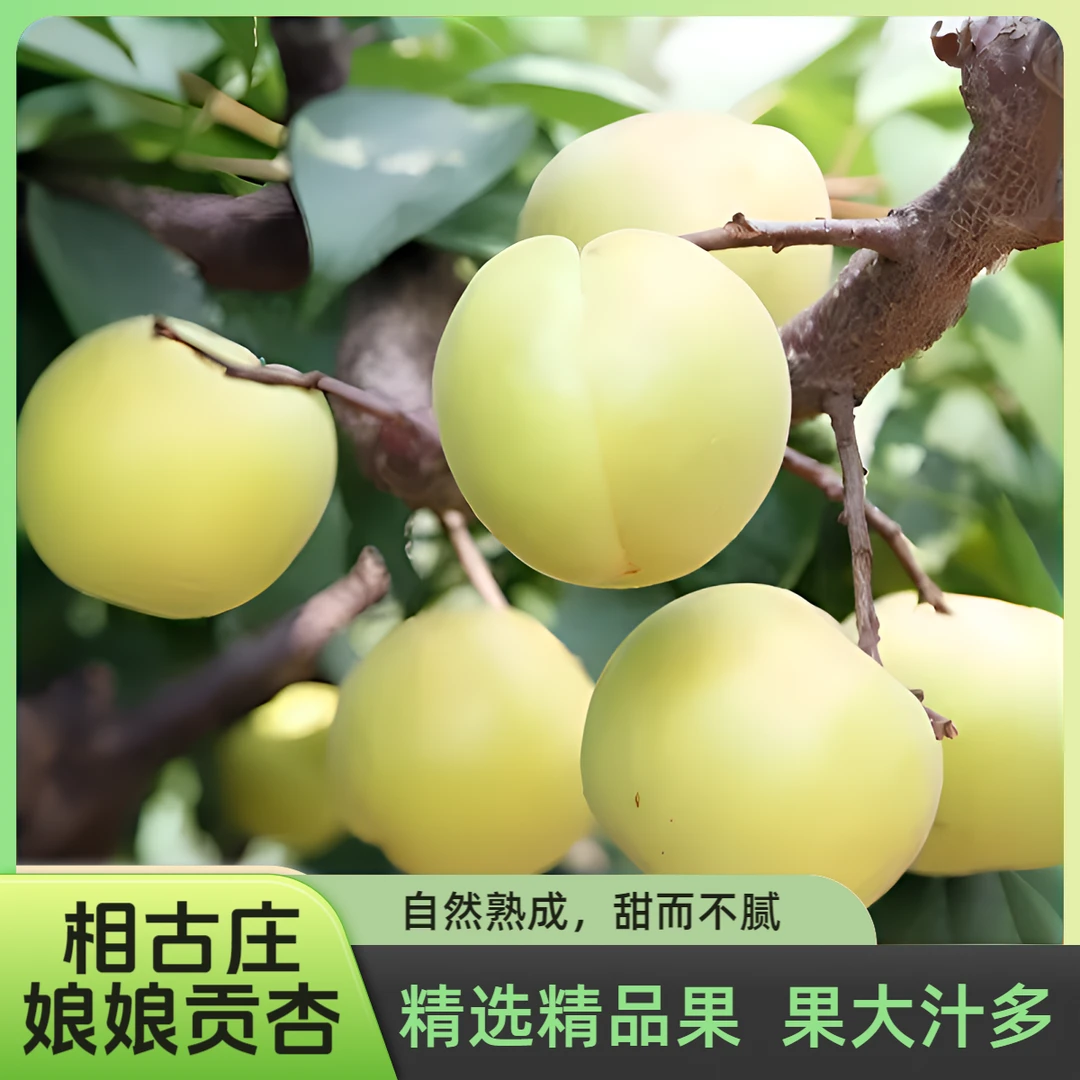 娘娘贡顺丰包邮【精选精品果】原产地直发新鲜现摘遵化相古庄香白杏