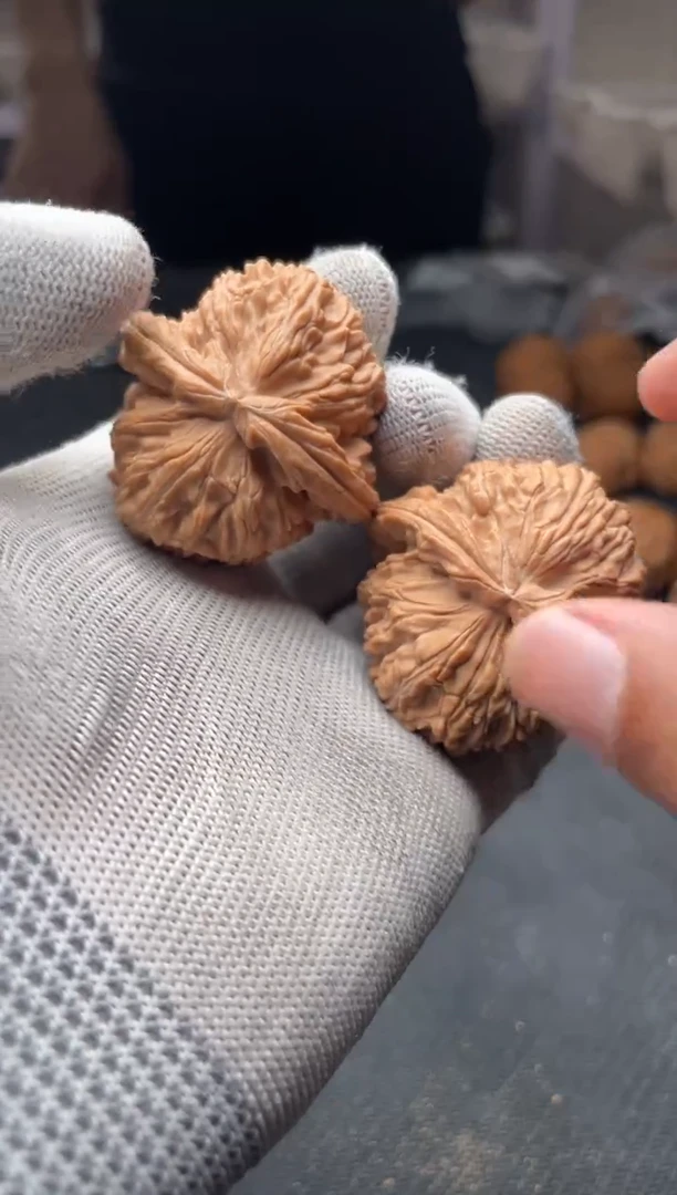 核桃a  170 白狮子 41尺