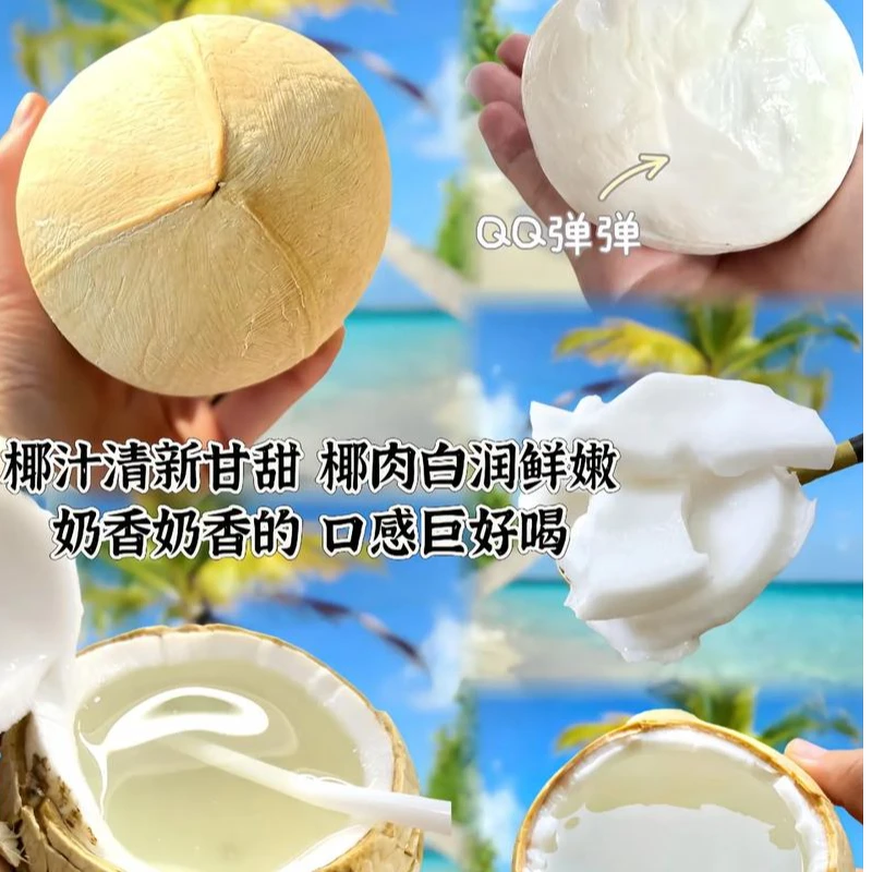 【大龙亲选】老树椰皇泰国进口新鲜老树椰子