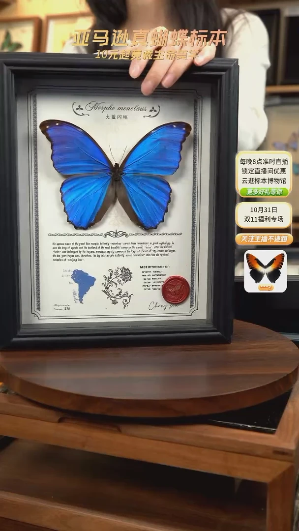 大蓝闪蝶豪华版10寸欧式框（带证书）