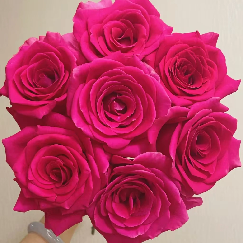 【弗洛伊德玫瑰】【叁叁专属】玫瑰花云南基地直发鲜花批发包邮